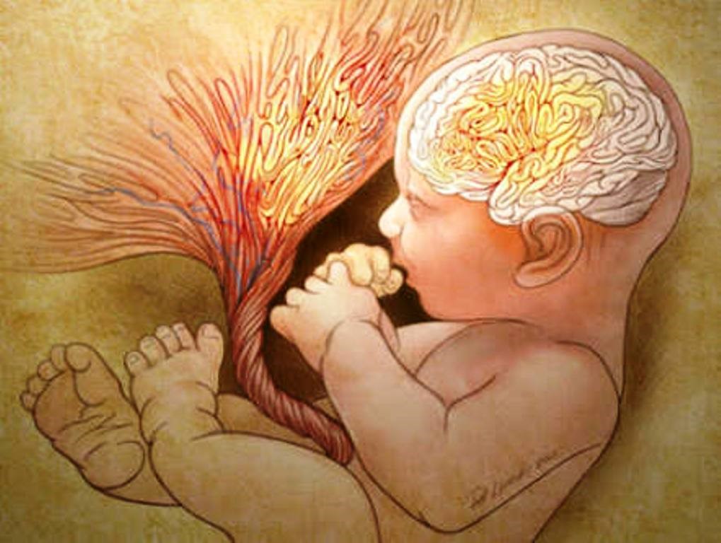 Placenta, Organ Hebat yang Hanya Ada Saat Kehamilan